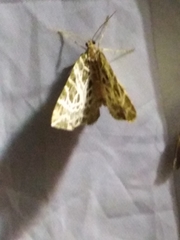 Eustroma reticulata