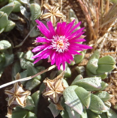 Ruschia pulvinaris