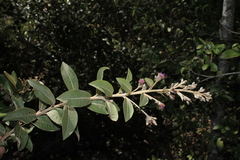 Lepidaploa karstenii