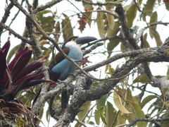 Andigena nigrirostris