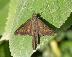 Thorybes dorantes dorantes