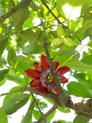 Image of Passiflora alata