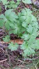 Geranium viscosissimum