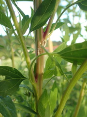 Chenopodium betaceum