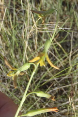Dipcadi ciliare