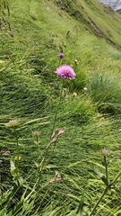 Knautia longifolia