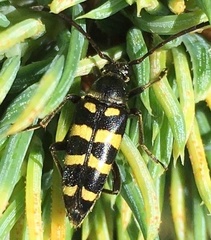 Typocerus sparsus