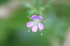 Geranium columbinum