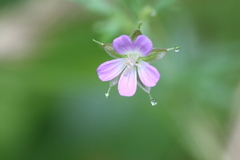 Geranium columbinum