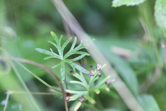 Geranium columbinum