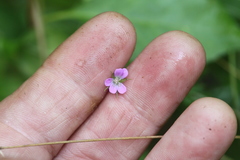 Geranium columbinum