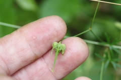 Geranium columbinum