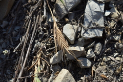 Brachypodium distachyon