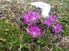 Primula minima