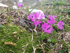 Primula minima