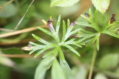 Geranium columbinum