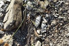 Brachypodium distachyon