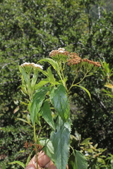 Stevia lucida