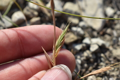 Brachypodium distachyon