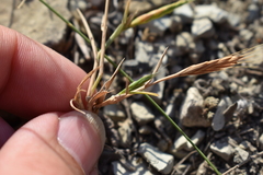 Brachypodium distachyon
