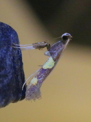 Caloptilia bimaculatella