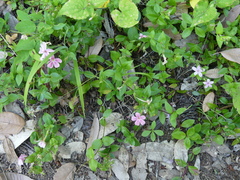 Phlox adsurgens