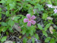 Phlox adsurgens