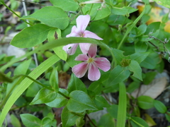 Phlox adsurgens
