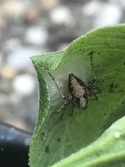 Oxyopes acleistus
