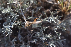 Astragalus subuliformis