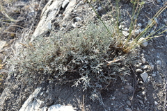 Astragalus subuliformis