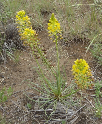 Image of Bulbine abyssinica by (c) Nicola van Berkel, some rights reserved (CC BY-SA)
