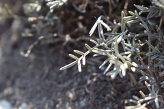 Astragalus subuliformis