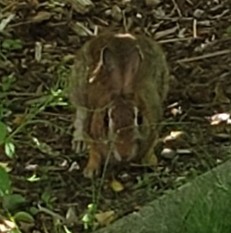 Eastern Cottontail photographed in Massachusetts
