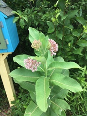Asclepias syriaca