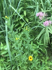 Hypericum ascyron pyramidatum