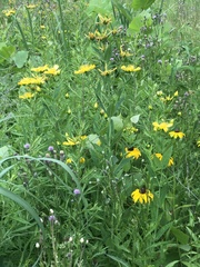 Hypericum ascyron pyramidatum