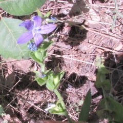 Triodanis perfoliata