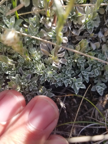 littleleaf pussytoes (Antennaria microphylla)