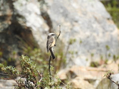 Ochthoeca oenanthoides