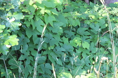 Vitis palmata