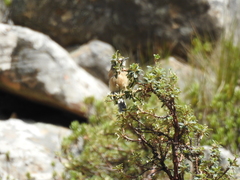 Ochthoeca oenanthoides