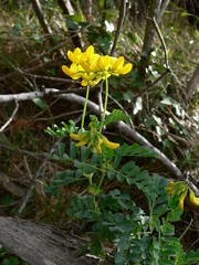 Coronilla valentina valentina