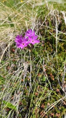 Primula halleri
