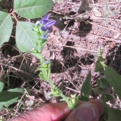 Triodanis perfoliata