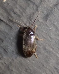 Hymenorus