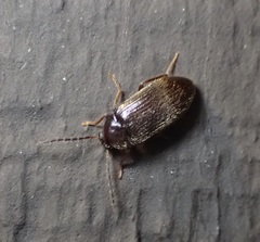 Hymenorus