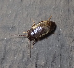 Hymenorus