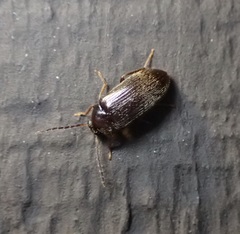 Hymenorus