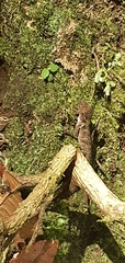 Sceloporus siniferus